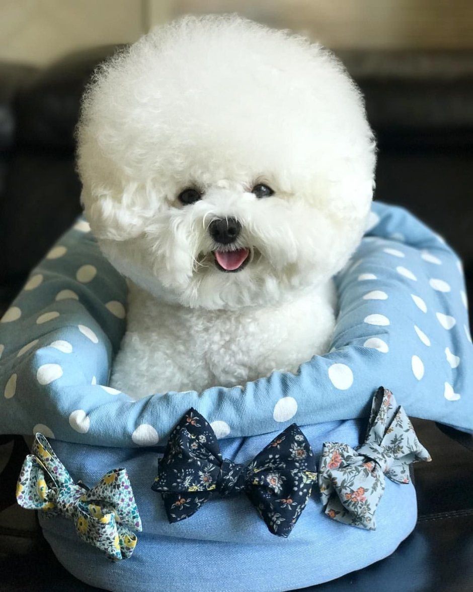 Собачка Бишон фризе