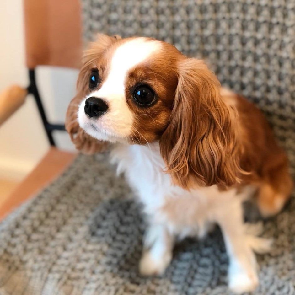 Мальтийская ши-тцу