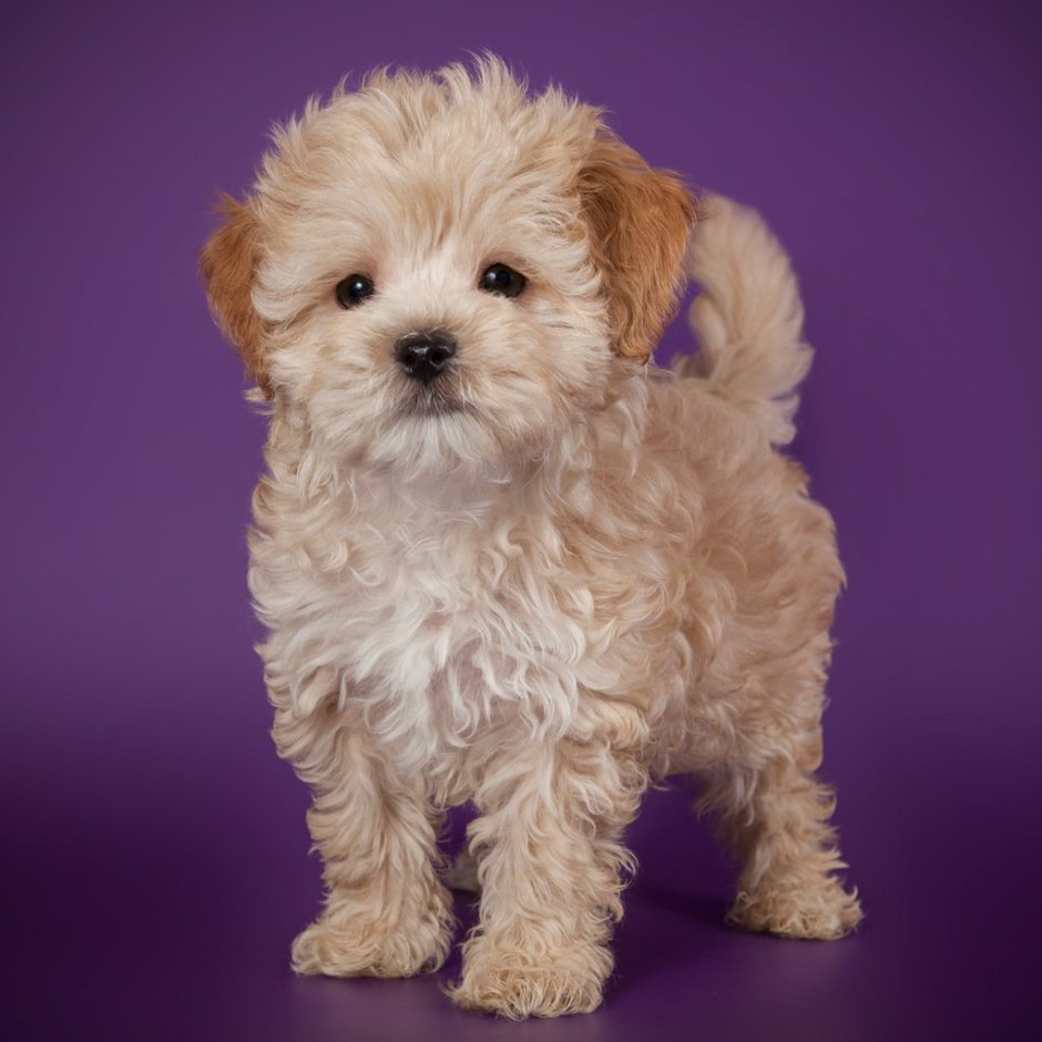 Собака в очках