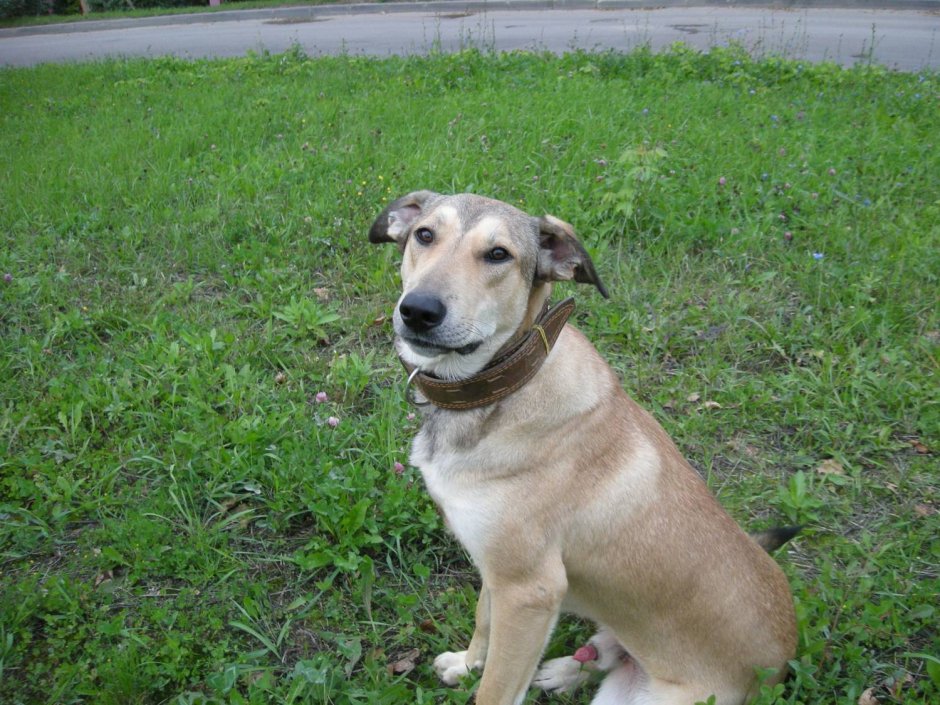 Корги Далматин
