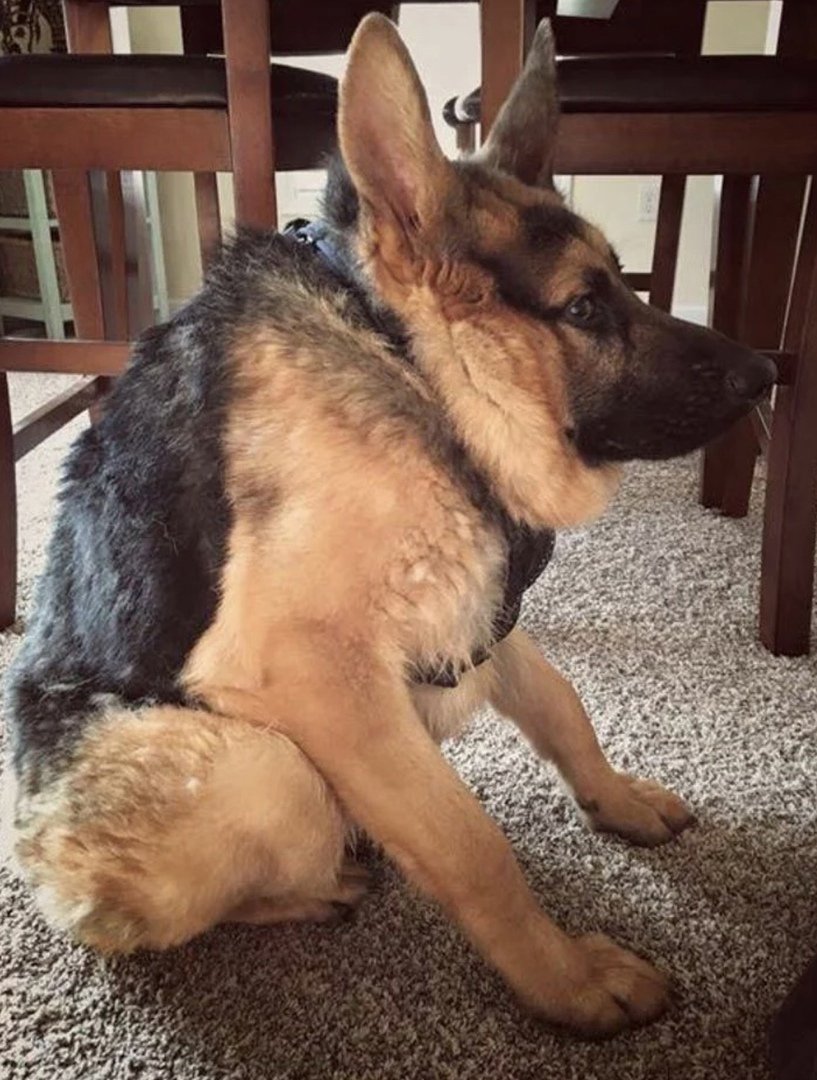 Сайлекс горбатая собака