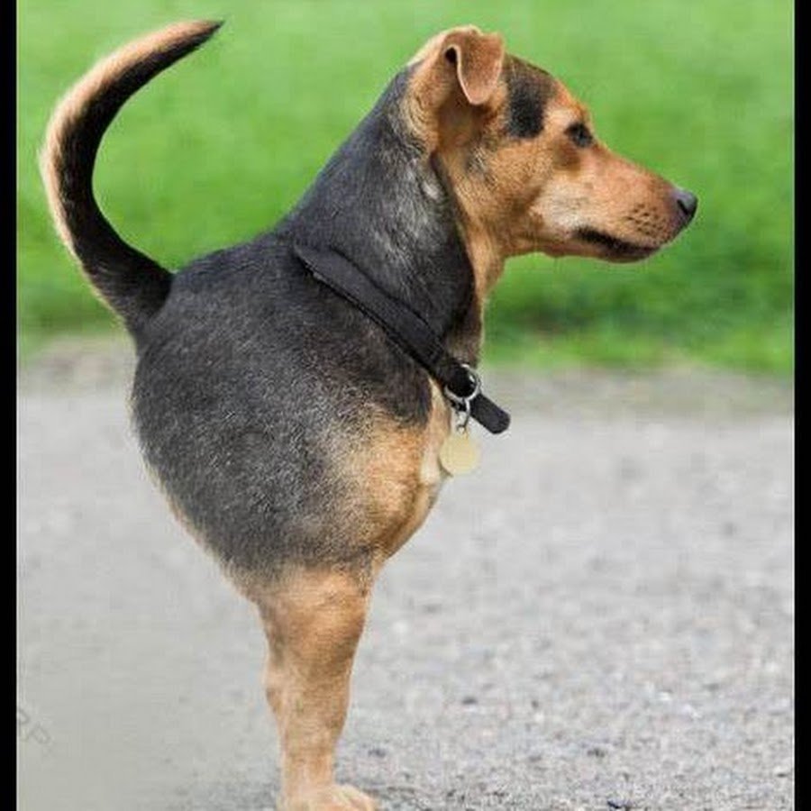 Русская борзая Эрис