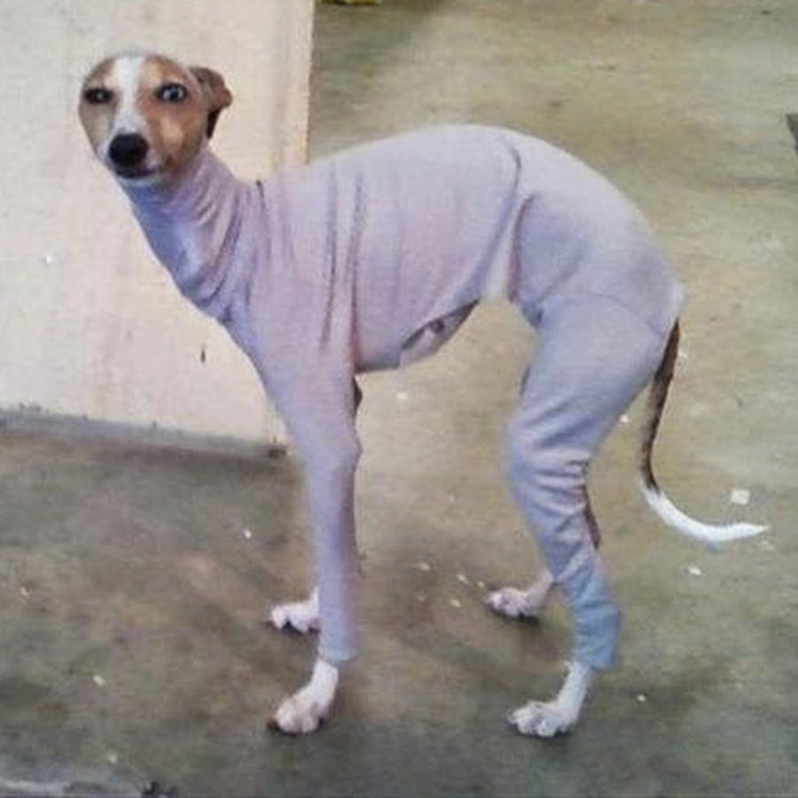 Собака сутулая