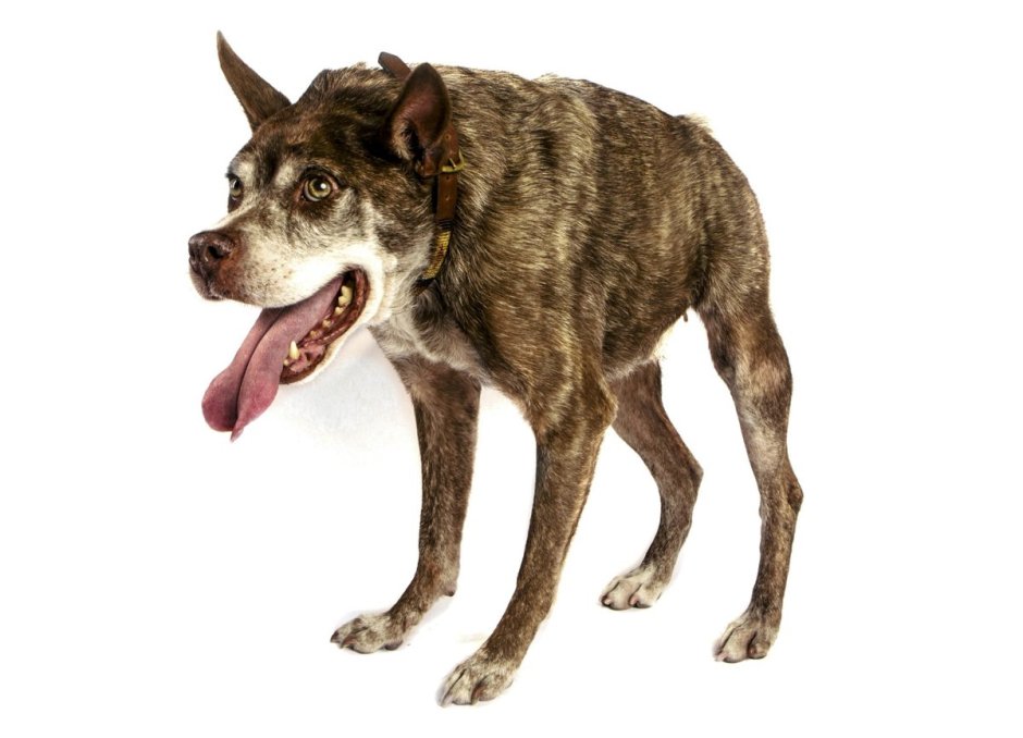 Горбатая овчарка Квазимодо