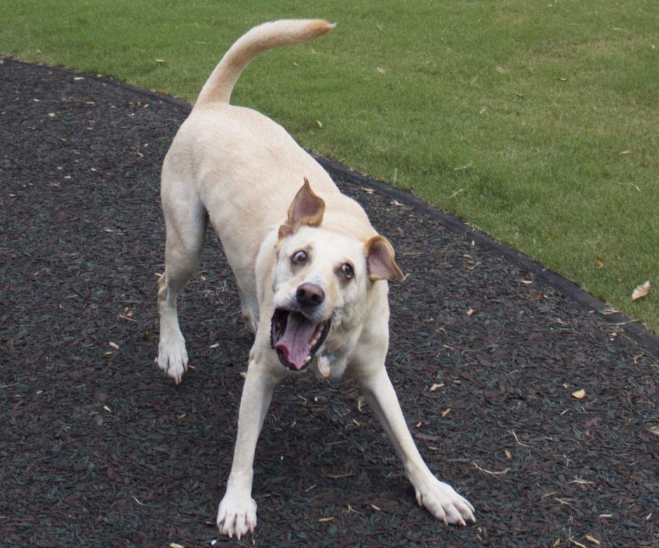 Бультерьер золотистый