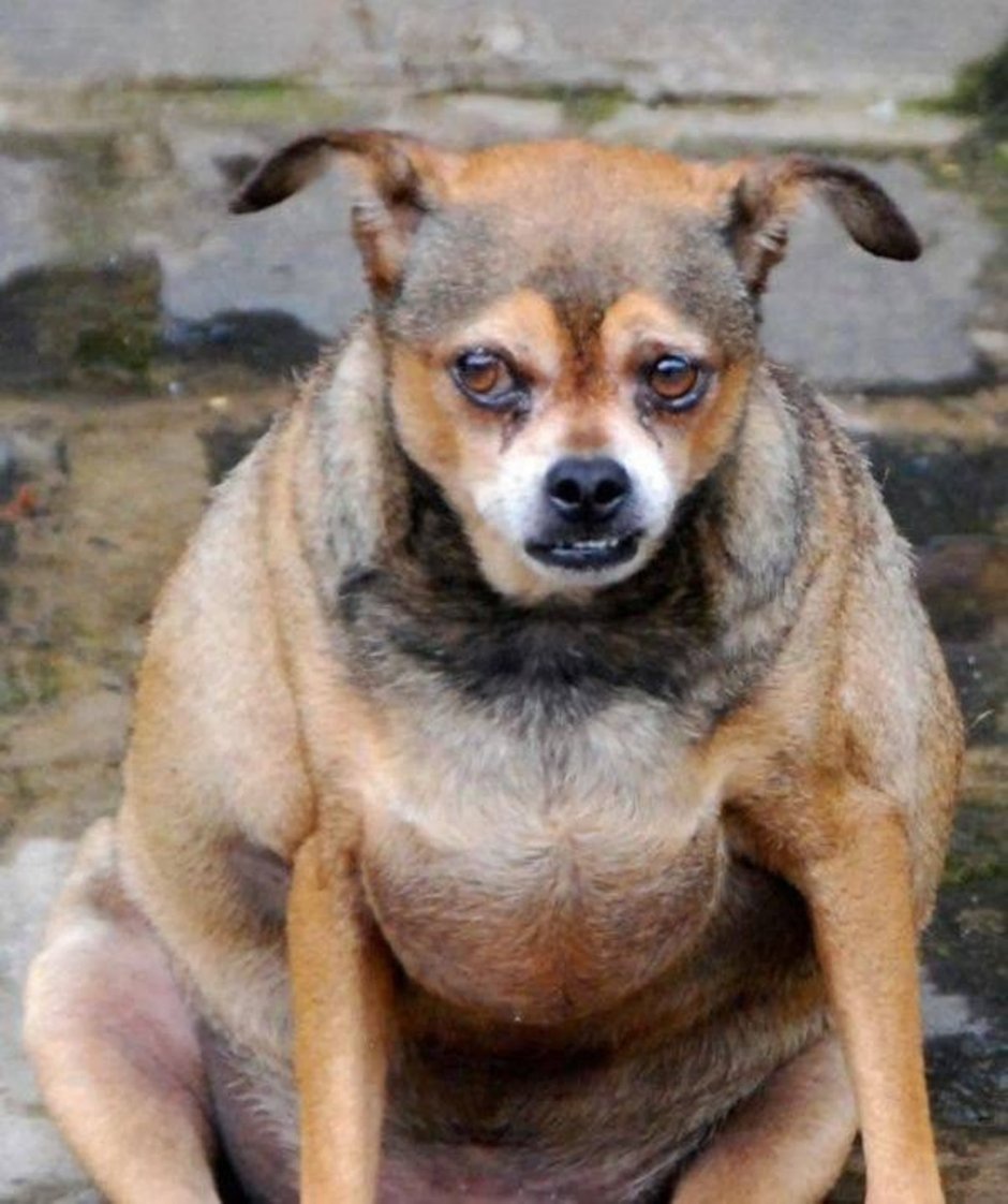 Нелепые рисунки