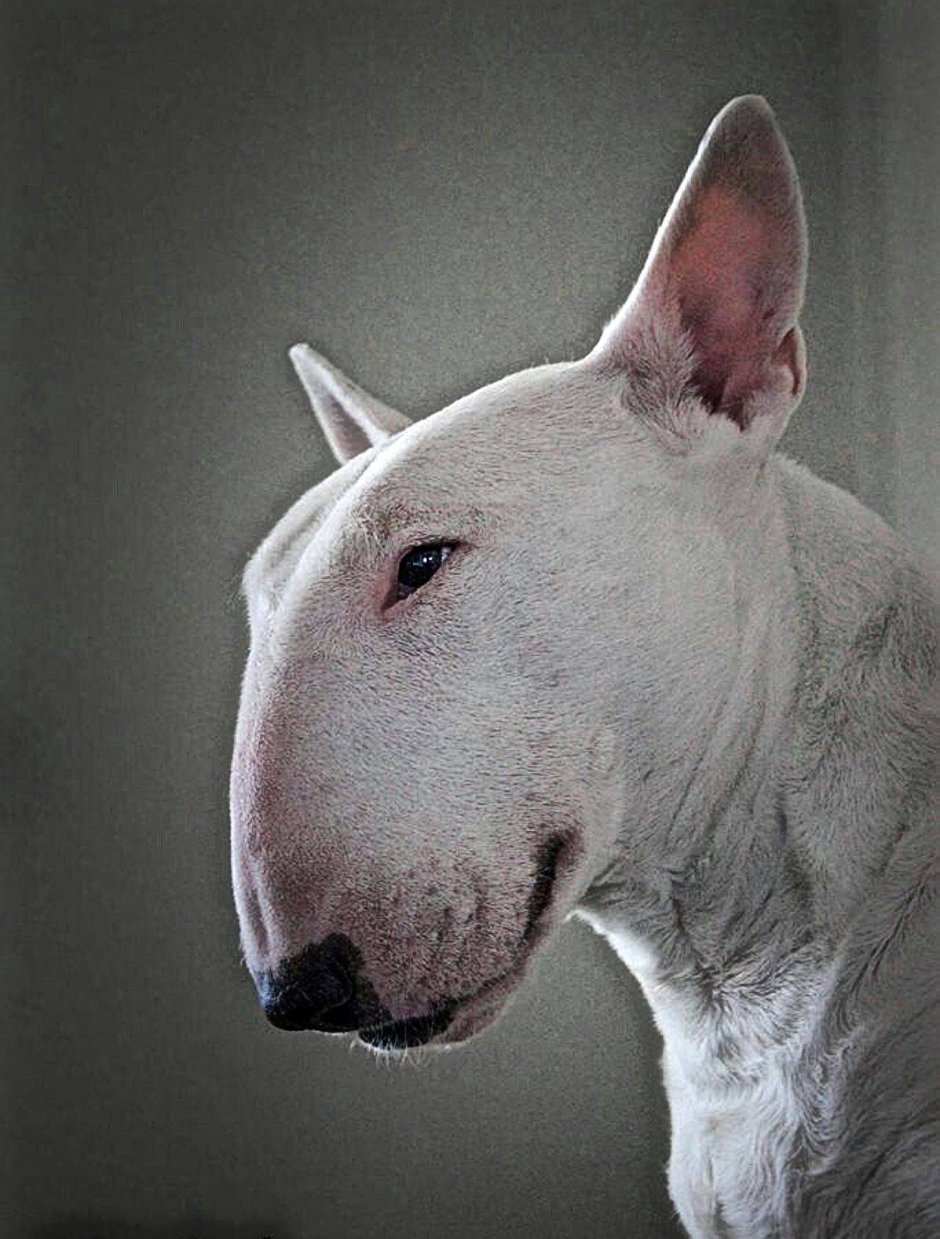 Самая худая собака в мире