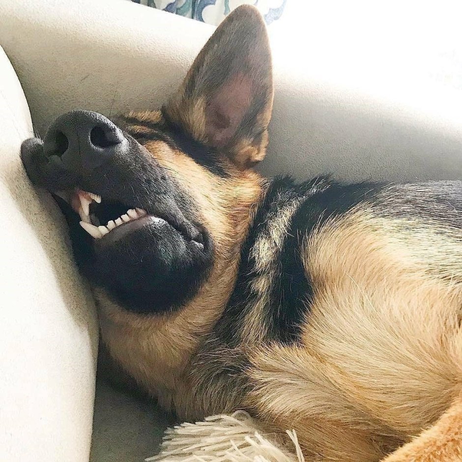 Ферал анатомия