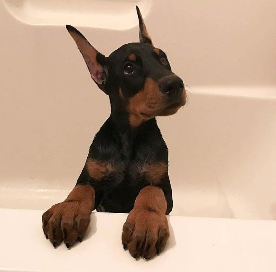 Русская борзая Эрис