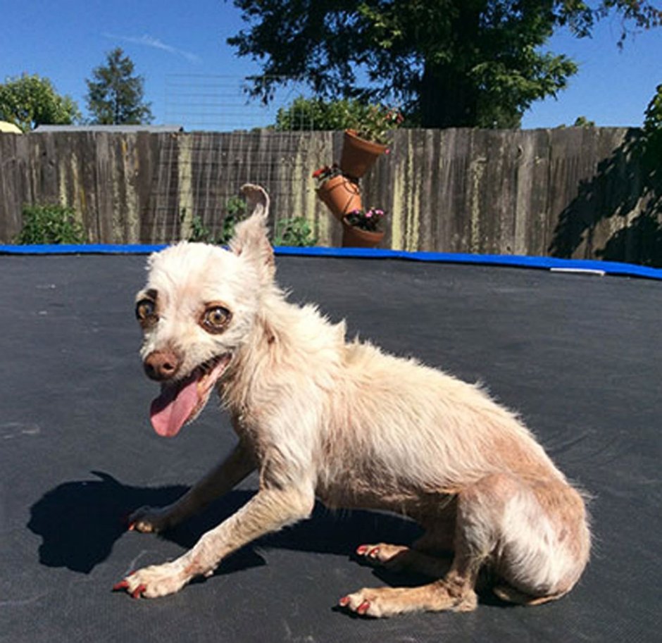 Русская борзая Эрис