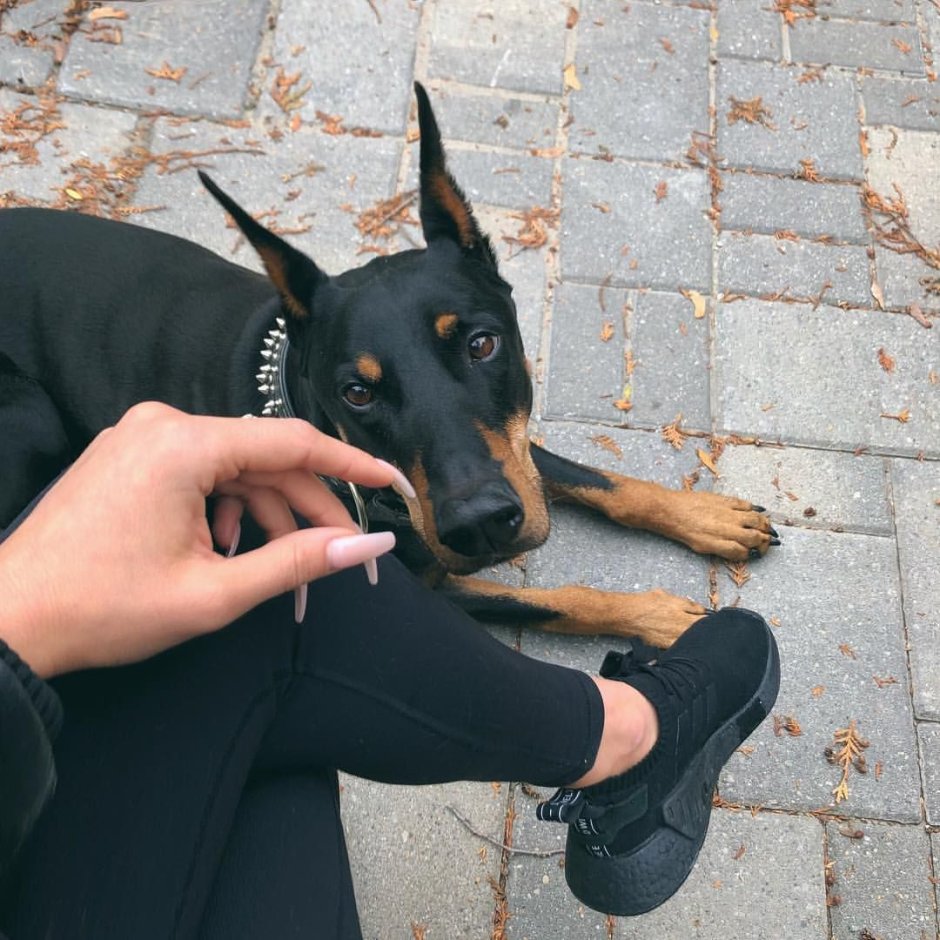 Доберман в худи