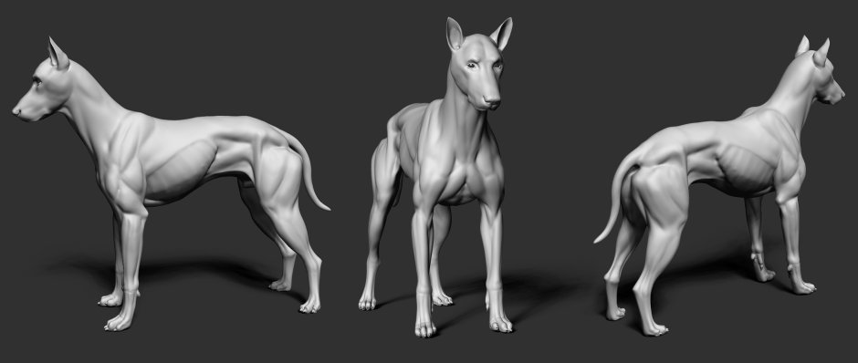 Смешные породы собак