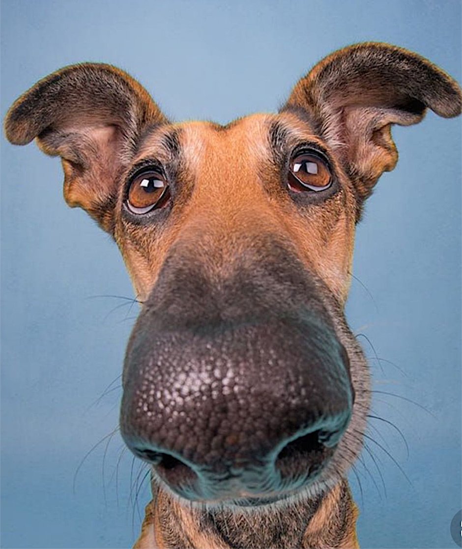 Собака сутулая китайская хохлатая