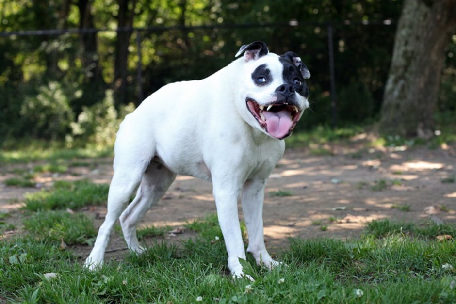 Левретка и русская псовая борзая