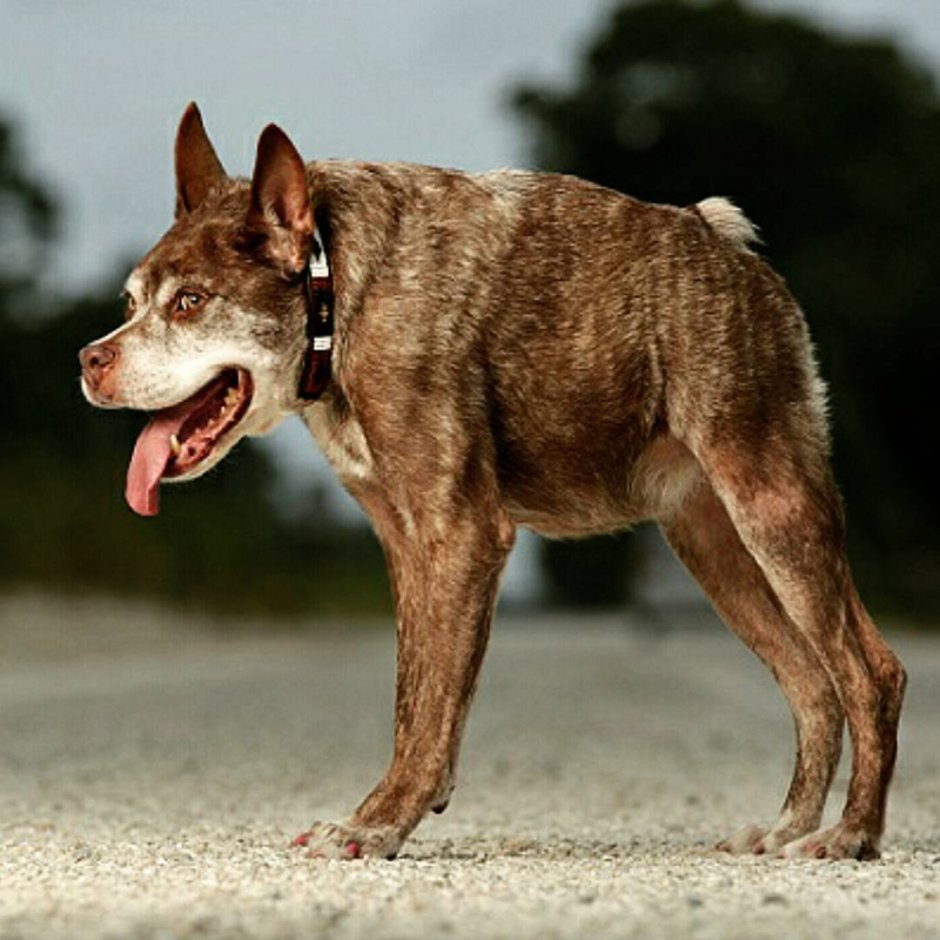 Собака даун