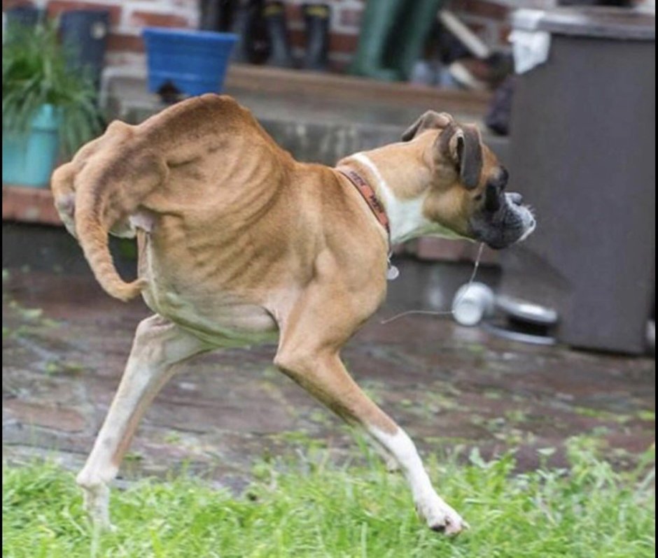 Лошадь сутулая