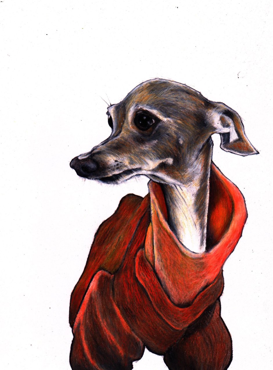 Мини бультерьер трехцветный