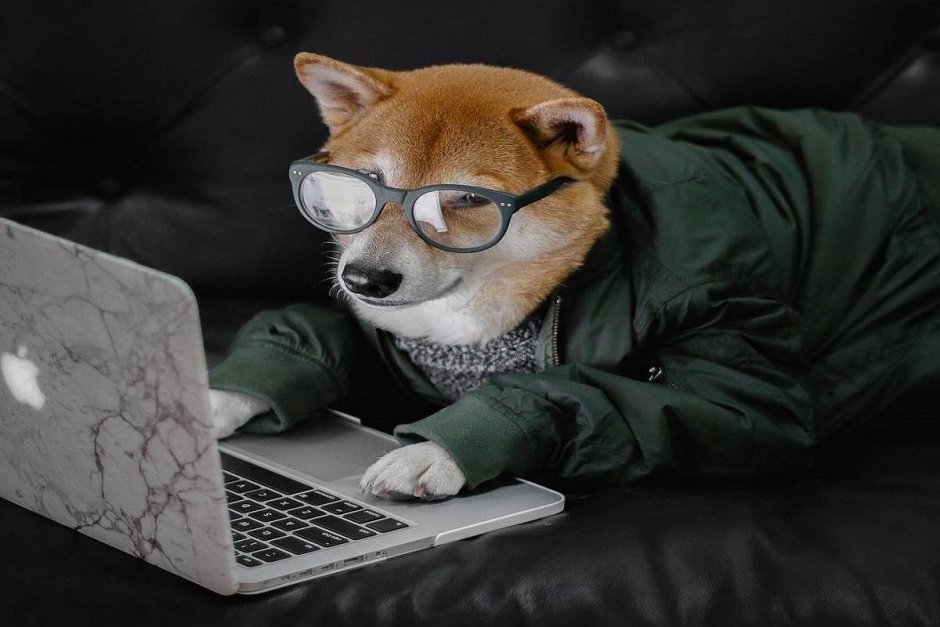 Собака с компьютером