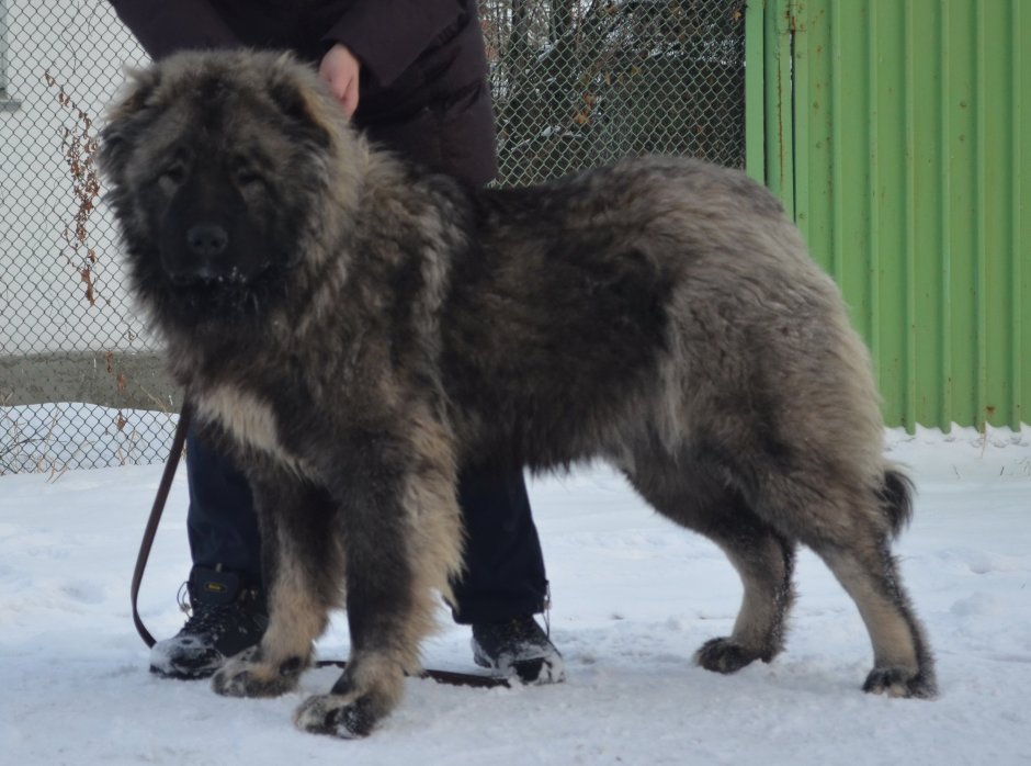 Волкособ хаски черный