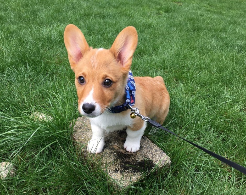 Помесь корги и таксы