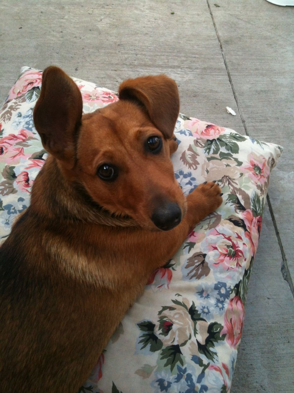 Метис корги и таксы