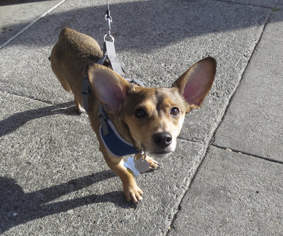 Гибрид таксы и корги