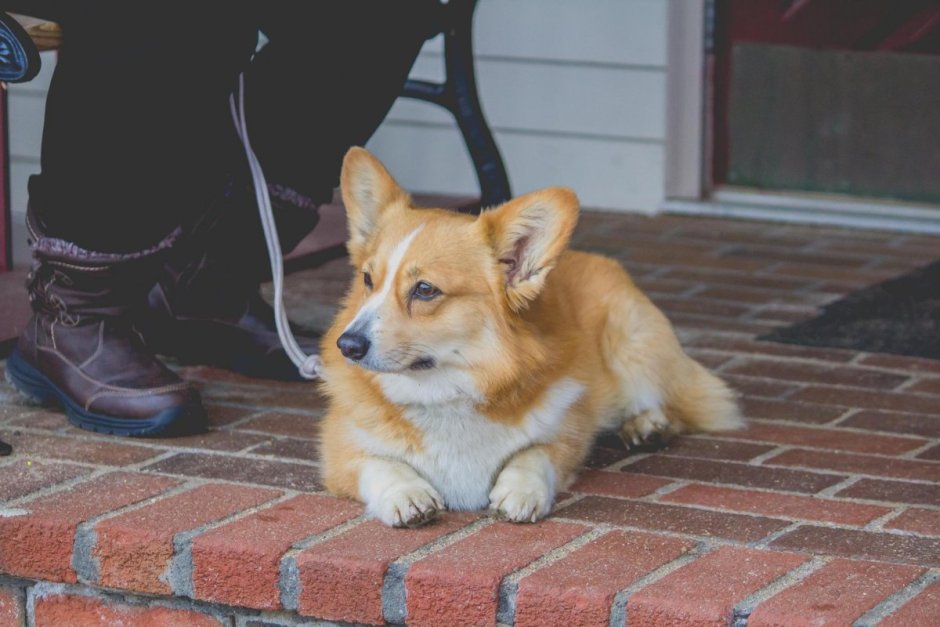Смесь корги и таксы у королевы Елизаветы