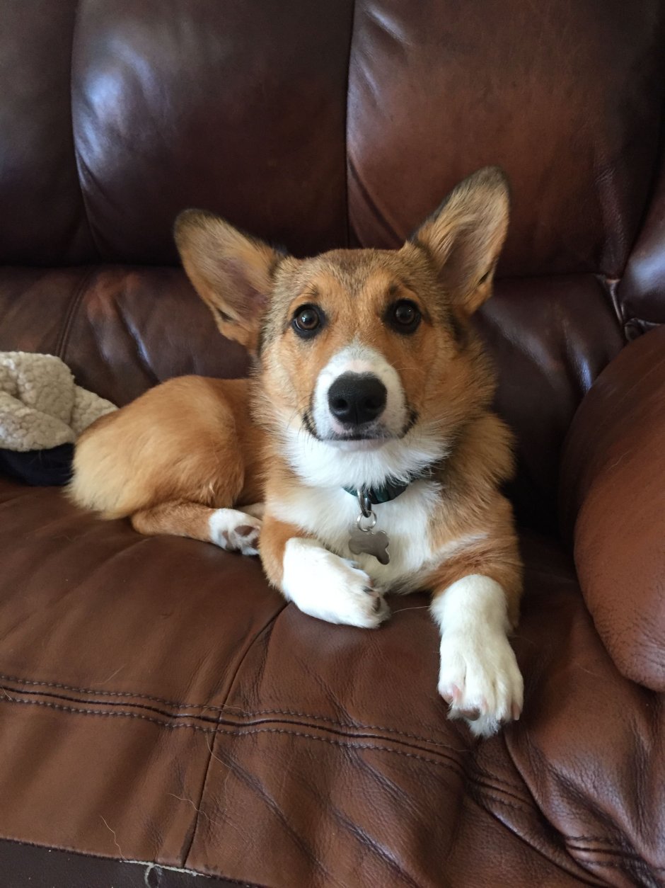 Метис вельш корги