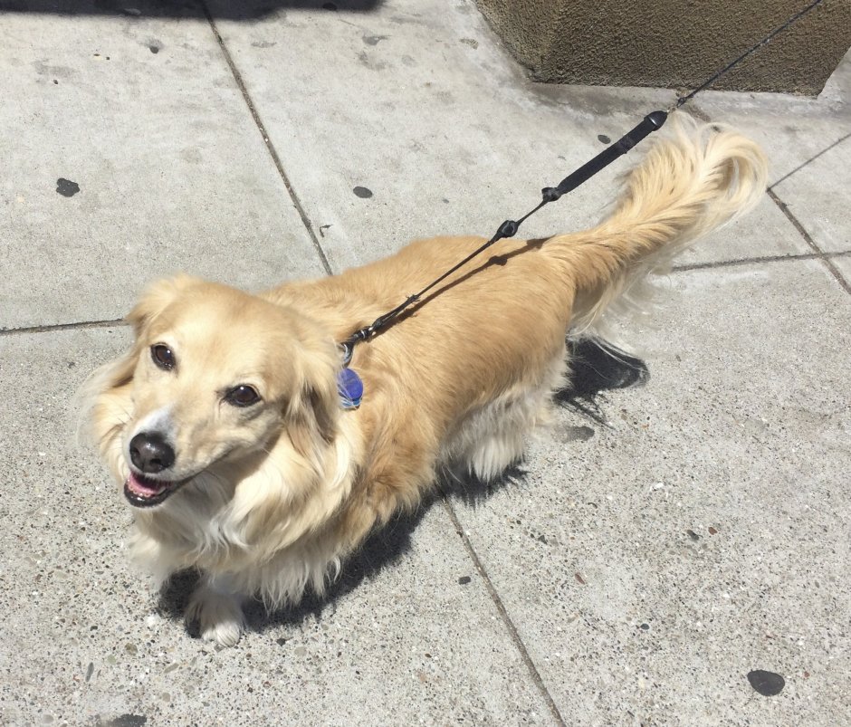 Метис корги и таксы