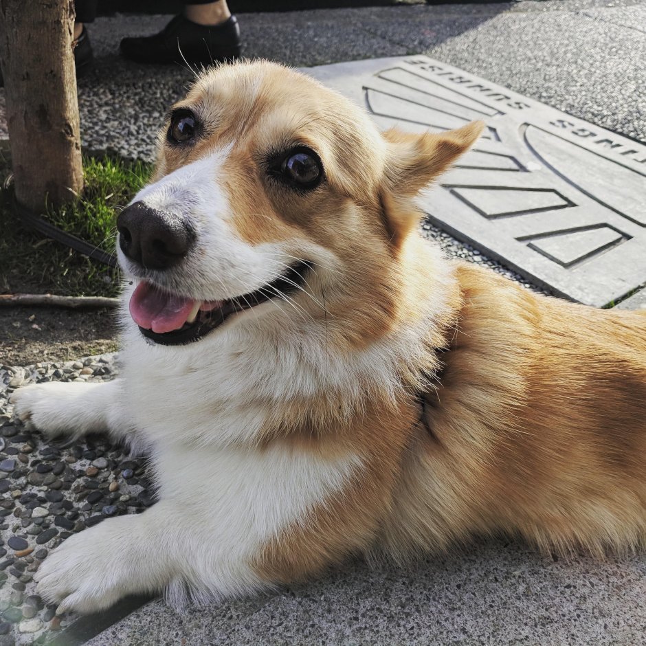 Метис корги и таксы