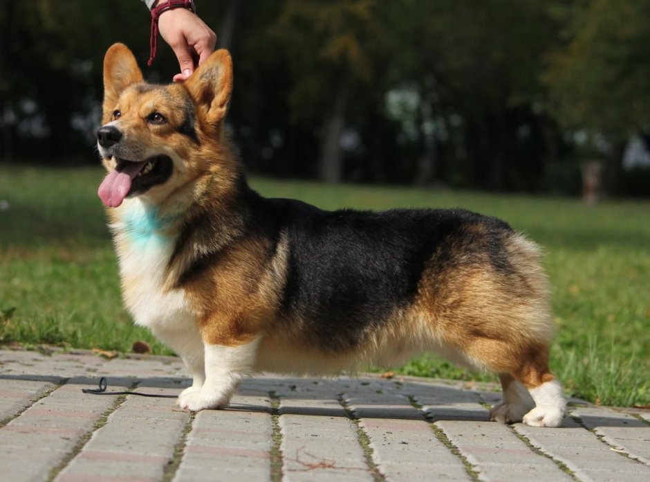 Карликовая овчарка вельш