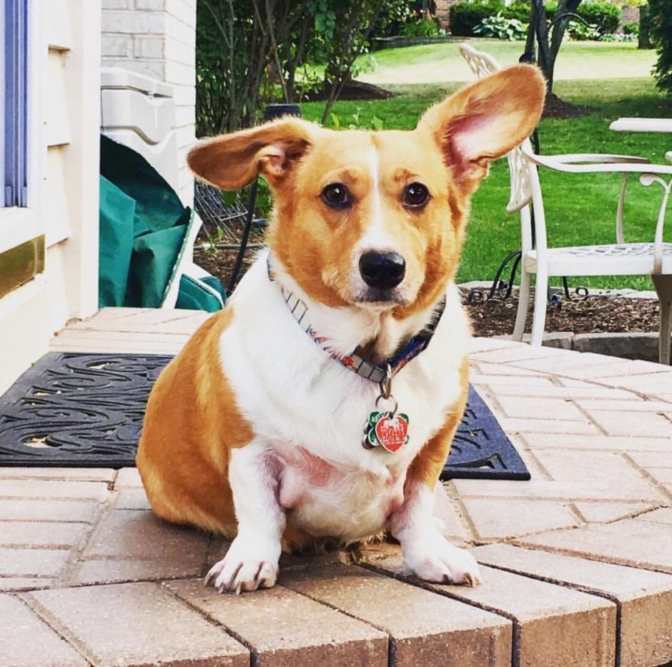 Смесь вельш корги и таксы