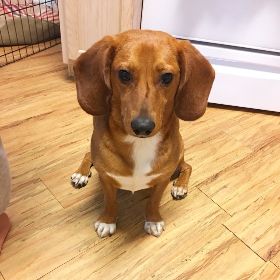 Бигль метис