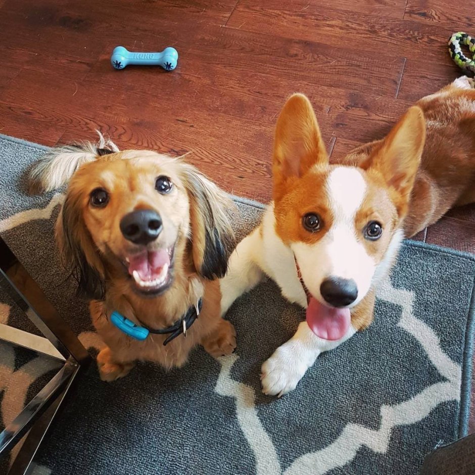 Смесь корги и таксы