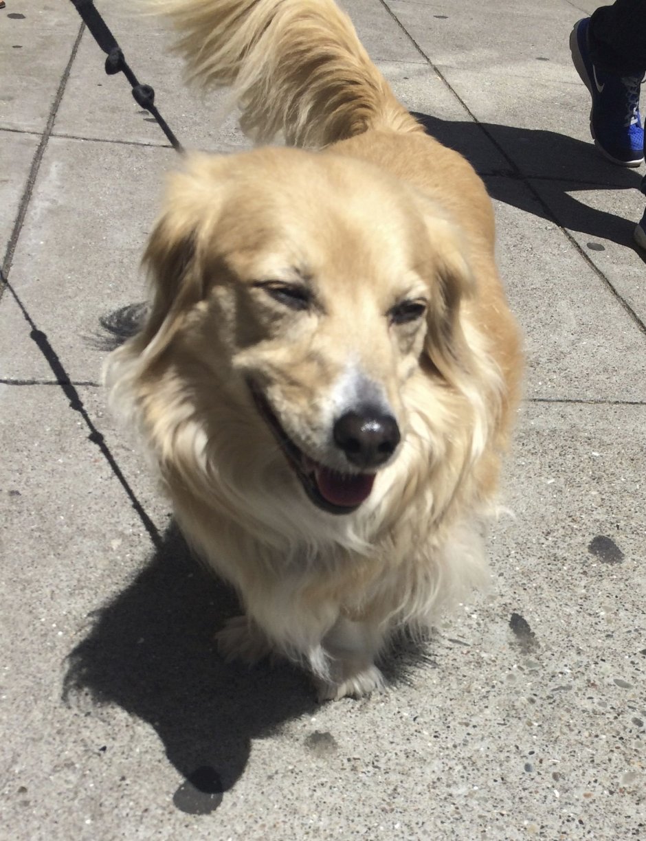 Метис корги и таксы