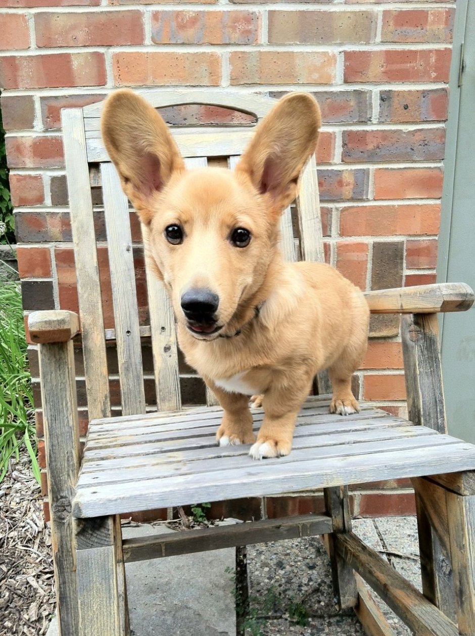 Метис корги и таксы