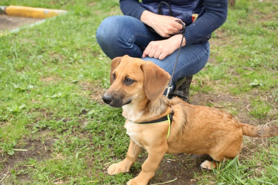 Метис корги и бигля