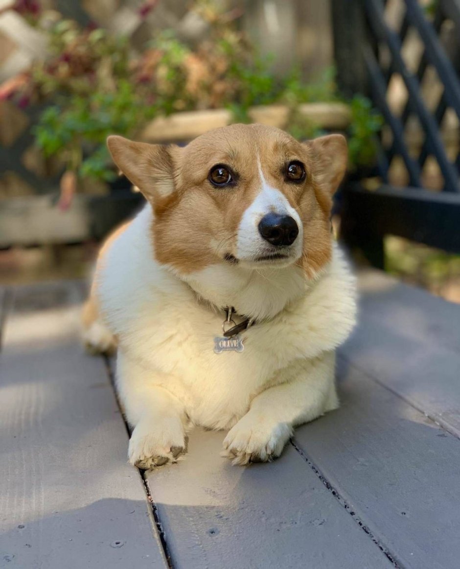 Метис вельш корги пемброк