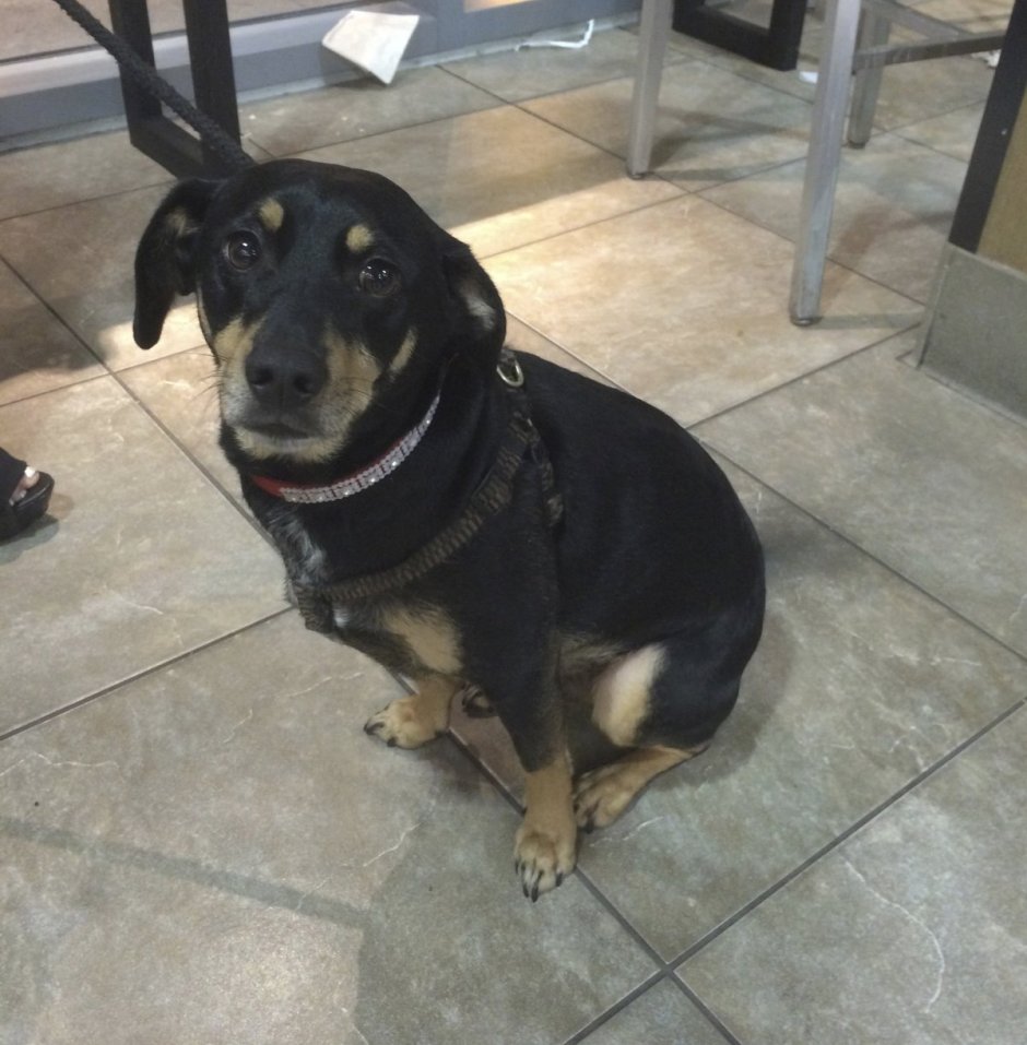 Помесь таксы и овчарки