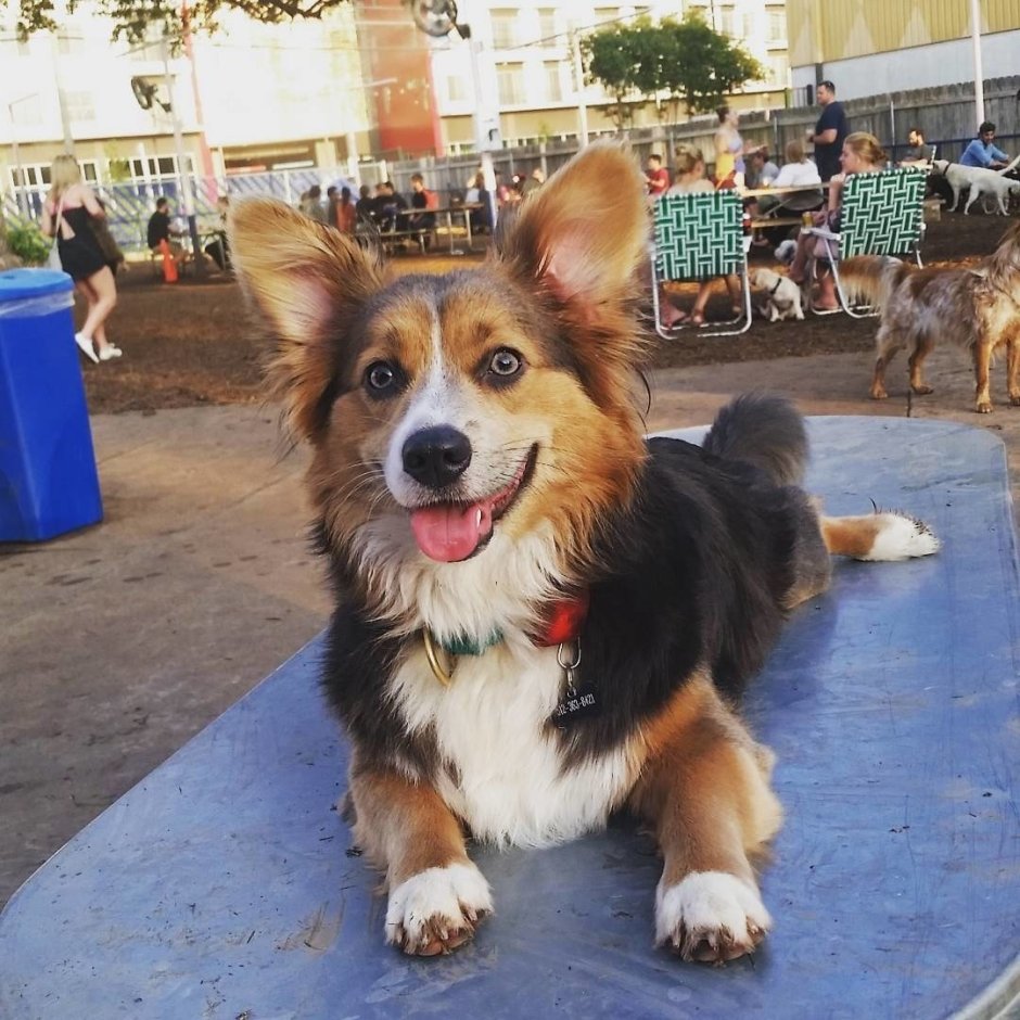 Метис вельш корги и шпица