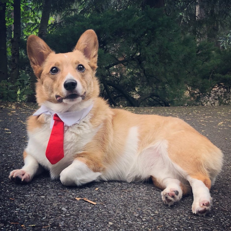 Вельш корги пемброк Королева Англии