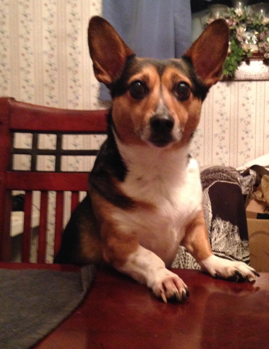 Смесь корги и Джек Рассела