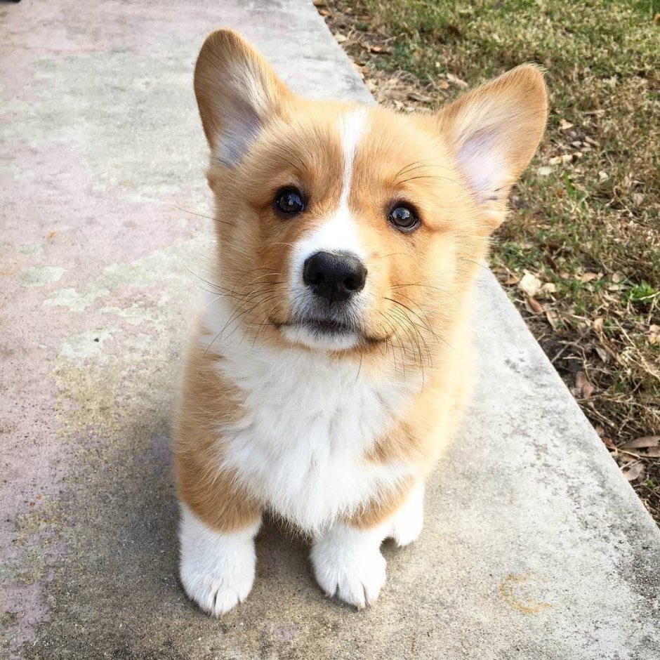 Метис вельш корги и таксы