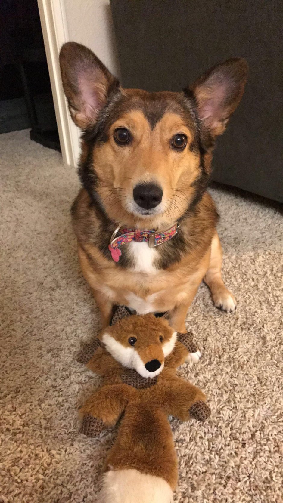 Метис вельш корги и таксы