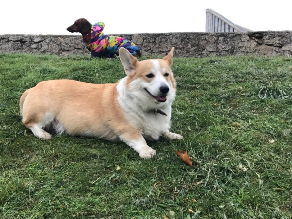 Метис корги и таксы