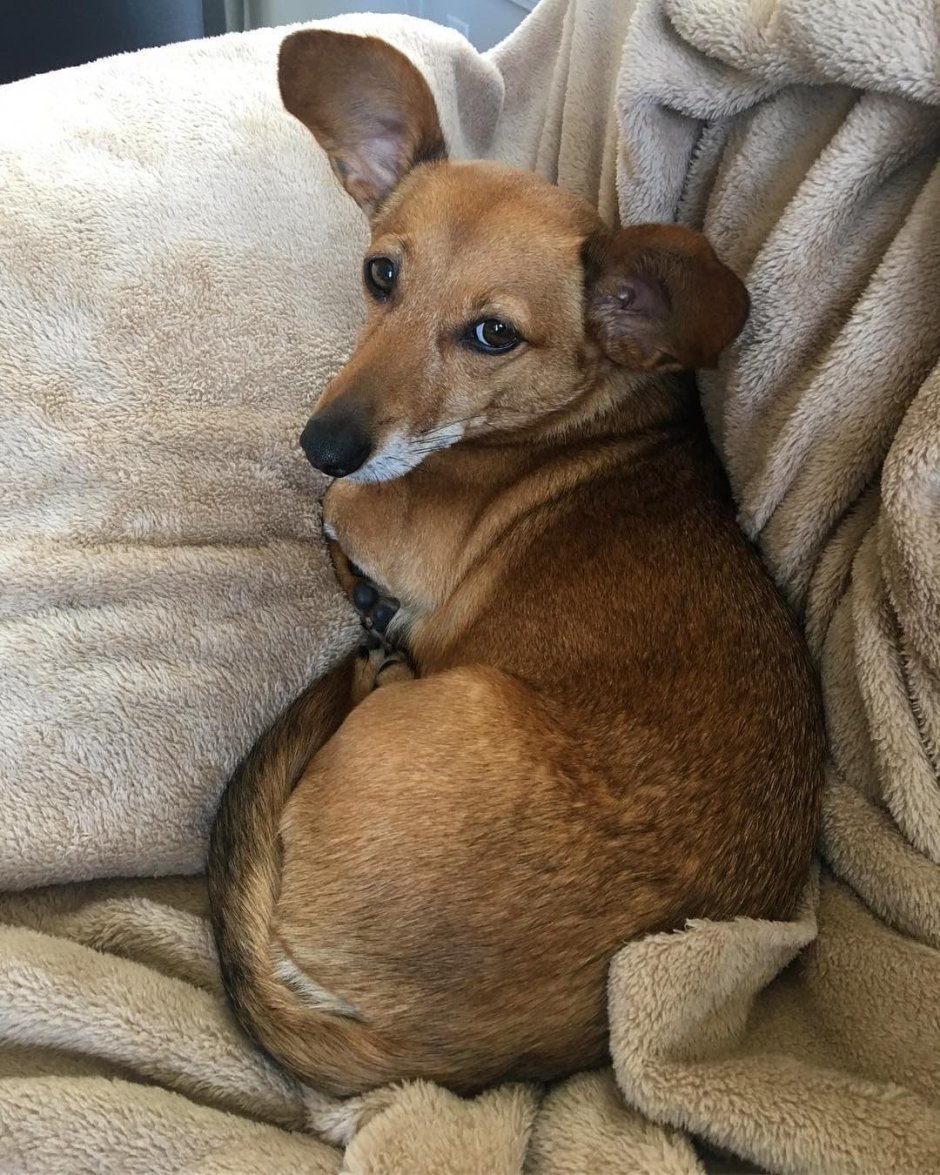 Метис корги и таксы