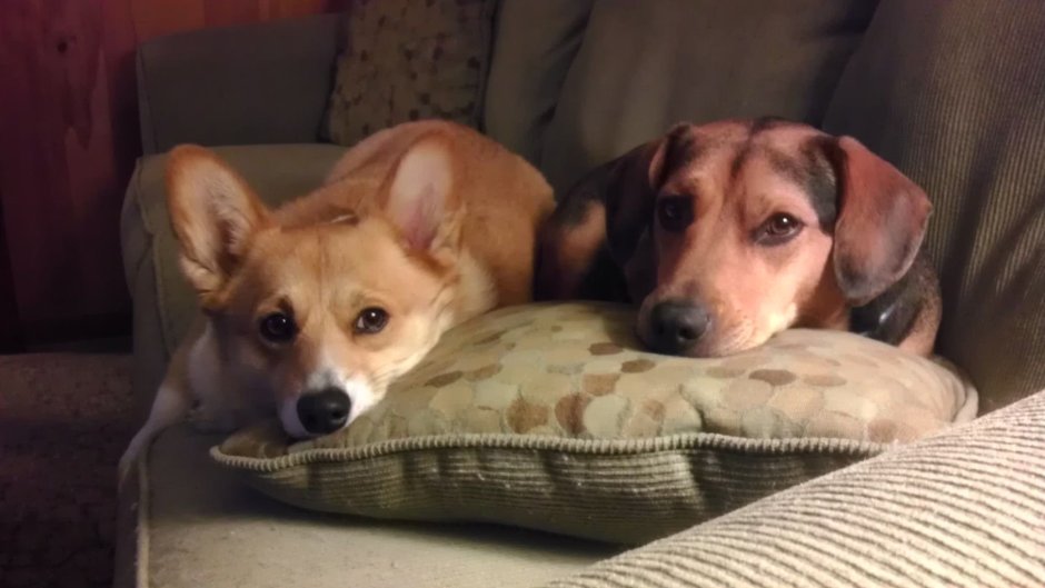 Дорджи такса + корги