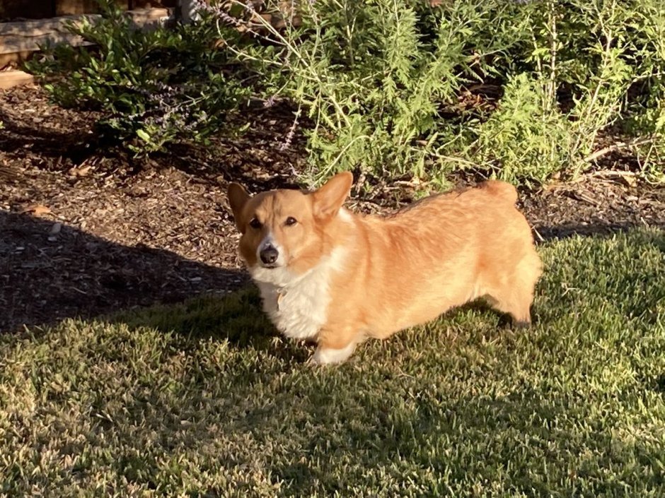 Пекинес корги