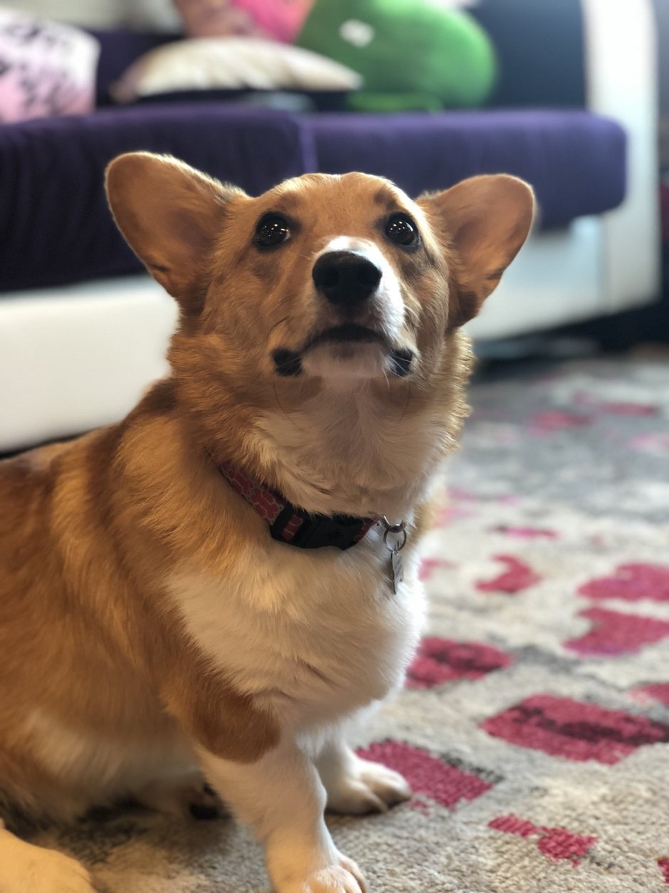 Метис вельш корги