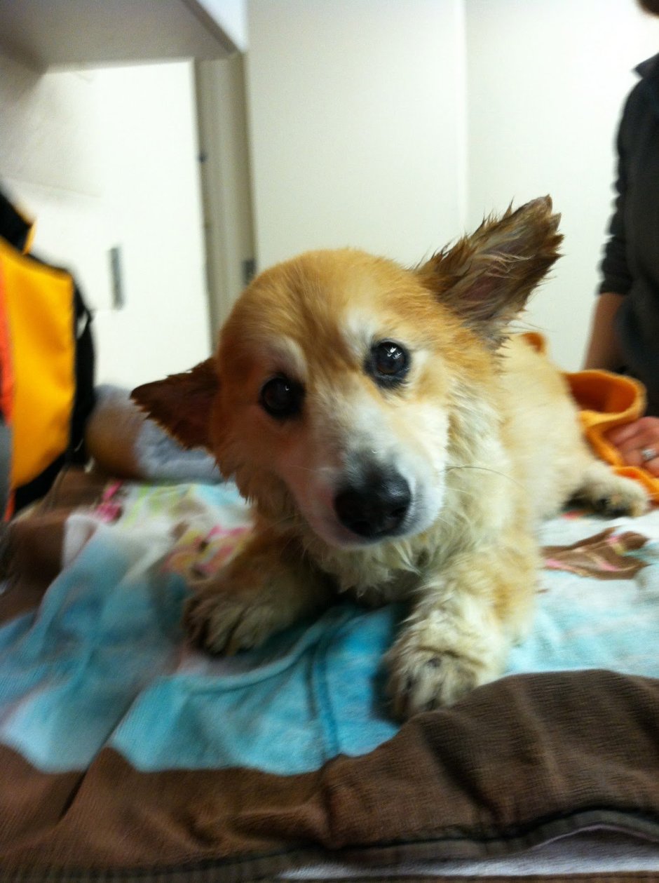 Метис вельш корги и таксы